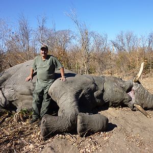 Elephant --Zim 2012