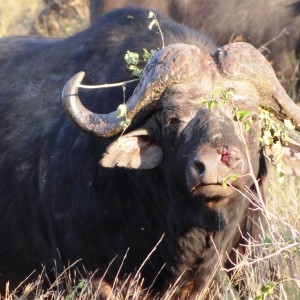 Buffalo