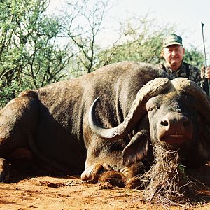 Buffalo Sengwe Zimbabwe with Wintershoek Johnny Vivier Safaris