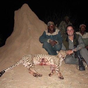 Big Male Cheetah