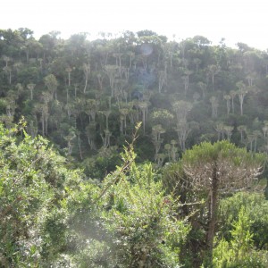 Weird East Cape SA Trees