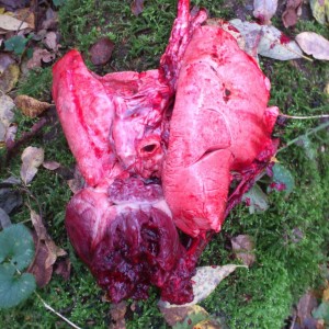 Roe buck heart