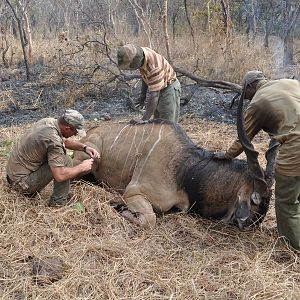 Lord Derby Eland hunt Central African Republic