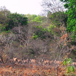 Lord Derby Eland in Central African Republic