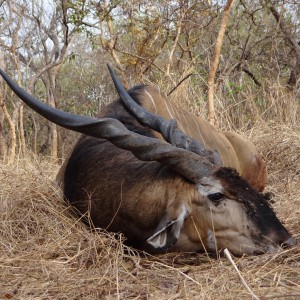 Lord Derby Eland hunt Central African Republic