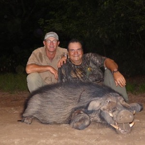 Giant Forest Hog hunt with CAWA in CAR