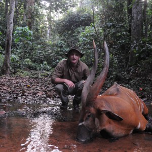 Bongo hunt with CAWA in CAR