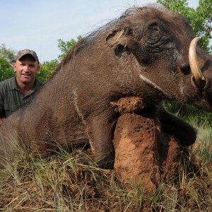 Warthog hunt with CAWA in CAR