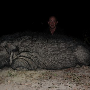 Giant Forest Hog hunt with CAWA in CAR