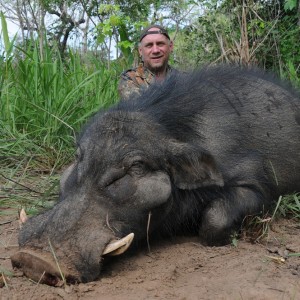 Giant Forest Hog hunt with CAWA in CAR