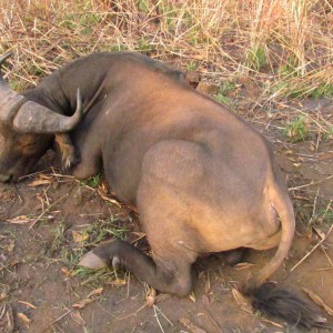 Buffalo hunt with CAWA in CAR