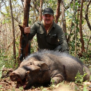 Giant Forest Hog hunt with CAWA in CAR