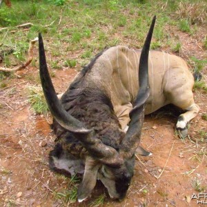 Lord Derby Eland hunt with CAWA in CAR