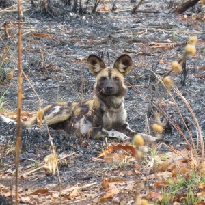 Wild Dog CAR