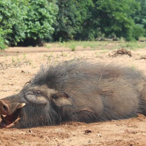 Giant Forest Hog hunt with CAWA in CAR