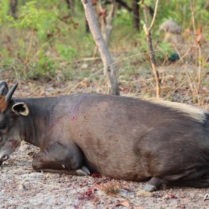 Yellow Back Duiker hunt with CAWA in CAR