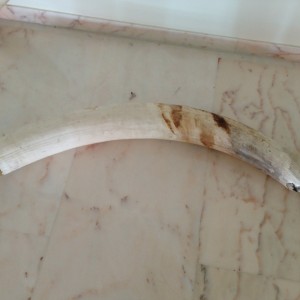 Elephant tusk from Namibia