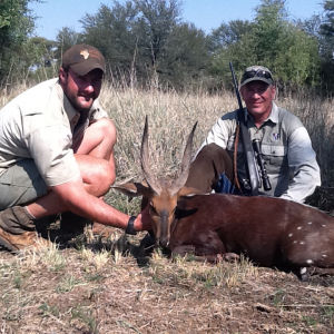 Bushbuck