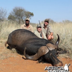 Cape Buffalo