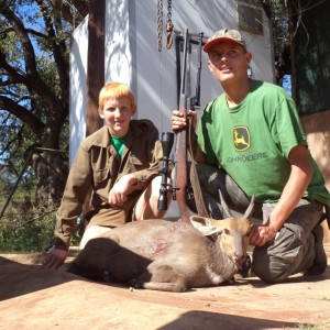 Bushbuck Ram with a client