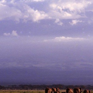 Kilimanjaro 1995 Elephants