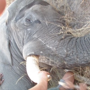 57 Lb. Botswana Elephant 2013