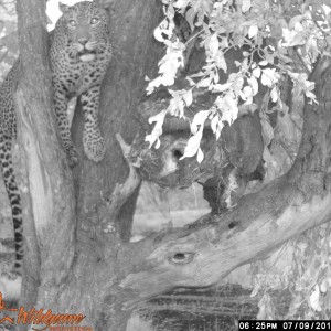 Selous leopard