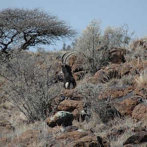 Sable bull at Wintershoek