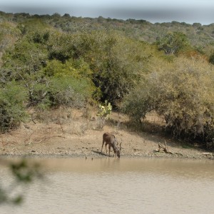 Kudu at pond, Eastern Cape, South Africa