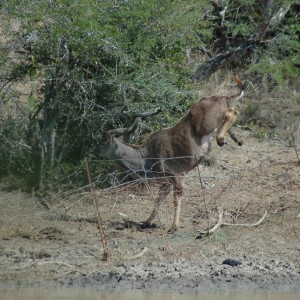 Kudu at pond, Eastern Cape, South Africa