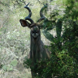 Kudu 5 yds away by pond, Eastern Cape, South Africa