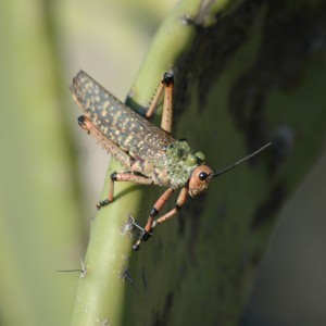 3" long African Grasshopper