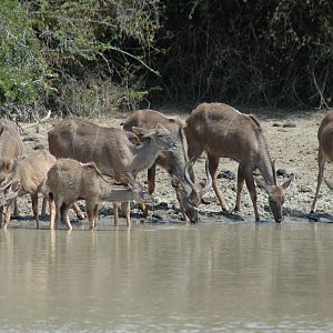 Kudus at pond, Eastern Cape, South Africa