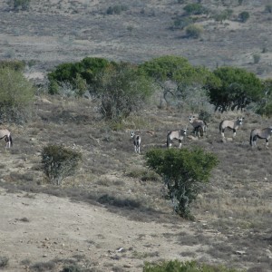 Gemsbok on Kat River Conservancy, South Africa