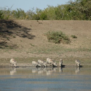 Warthogs at pond, Eastern Cape, South Africa