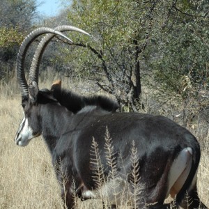 Sable bull