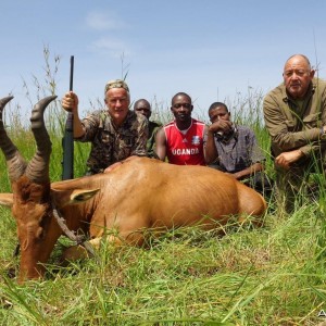 Hunting Uganda Jackson Hartebeest