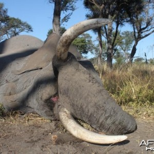 Elephant Namibia