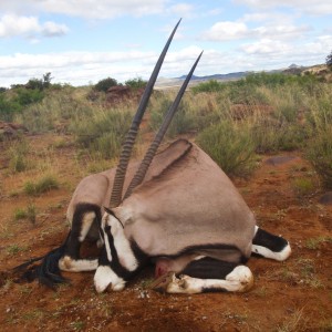 Gemsbok