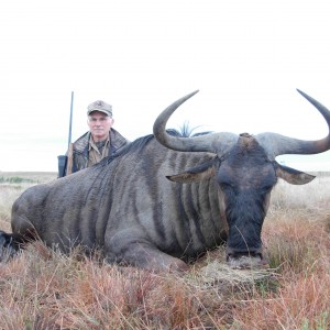 #12 SCI Blue Wildebeest