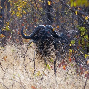 Botswana Buff Aug 2013