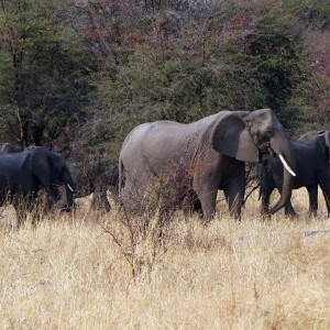 The Matriarch Botswana 2013