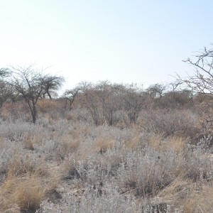 Kanana Safari 2013
