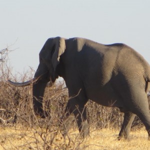 Elephant Botswana