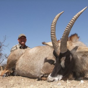 27" Roan Antelope