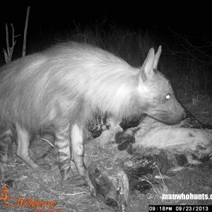 Borwn Hyena on trailcamera