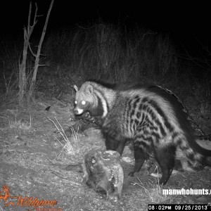 African Civet trailcamera