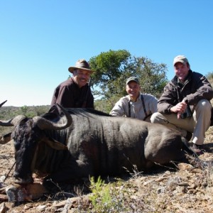 Blue Wildebeest