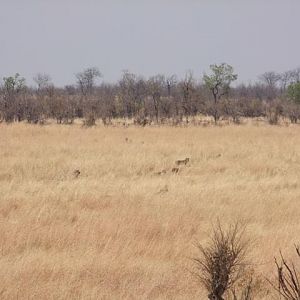 Lions in the Grass