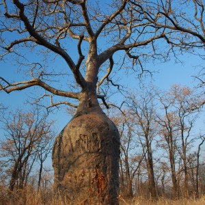 Absolute baobab, Senuko, Zim